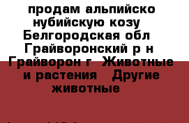 продам альпийско-нубийскую козу - Белгородская обл., Грайворонский р-н, Грайворон г. Животные и растения » Другие животные   